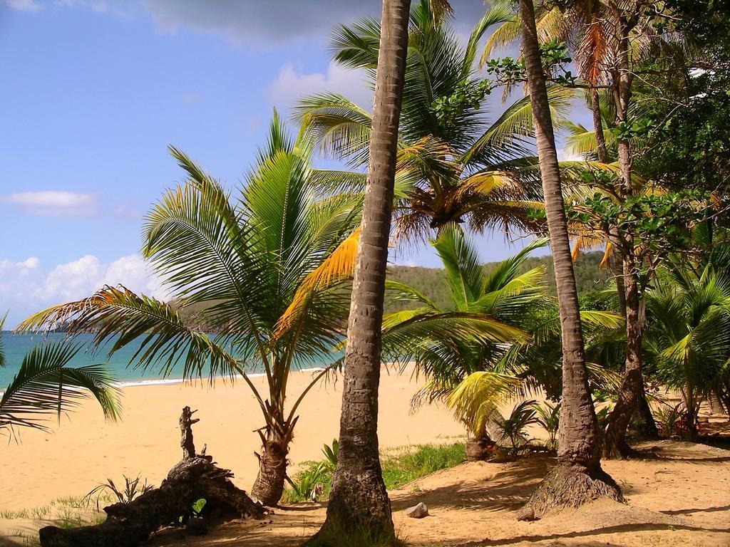 Mangoplaya Villa Deshaies Bagian luar foto